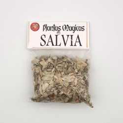 Salvia