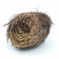 Rosa de Jericó